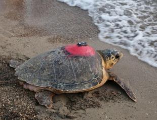Millions viewed Caretta caretta Tuba