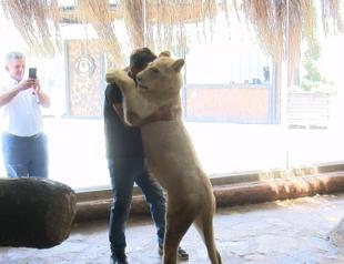 Vet adopts baby lion rejected by its mother