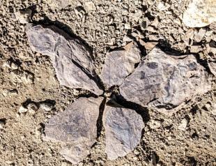 Four dinosaur species found in Chilean valley