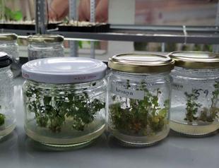 Six plants with high economic return cloned