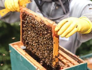 Ministry establishes 733 honey forests in 79 cities