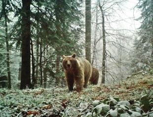 Bears unable to hibernate as winter warms