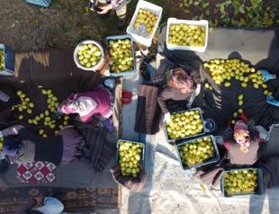 Türkiye wants more young people in agriculture: Minister