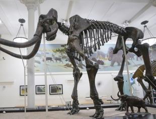 Claim of mammoth bones brings treasure hunters to NYC river