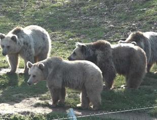 Non-hibernating bears fed with special diet program