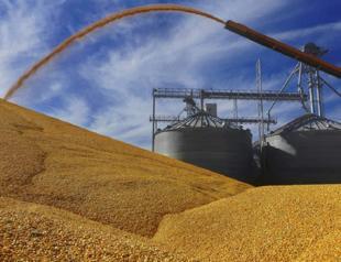 Argentine grain harvests threatened by drought