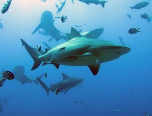 Two thirds of reef sharks and rays risk extinction