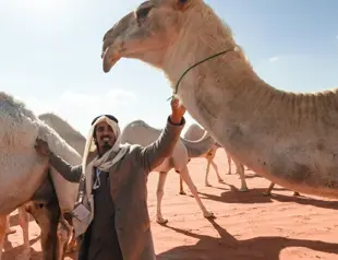 Saudi camel-whisperers use ‘special language’ to train herd