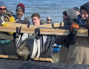 12-million-year-old whale fossil skull found in Maryland