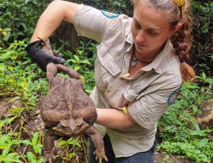 Australian rangers find ‘monster’ 2.7 kg cane toad