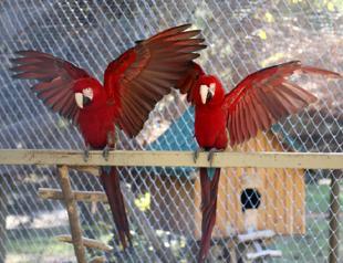 Rescued wild animals safe in Antalya
