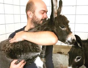 Man establishes operating room for pack animals