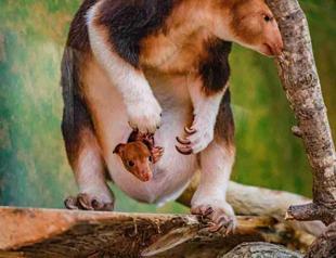 Endangered tree kangaroo born at zoo