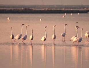 Pollution affects flamingo breeding in Gediz Delta