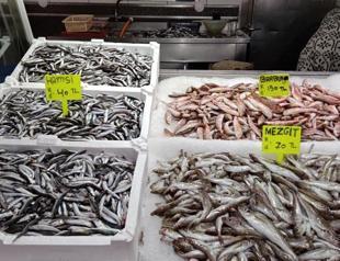 Fishermen hope to catch plenty of anchovy with cold weather