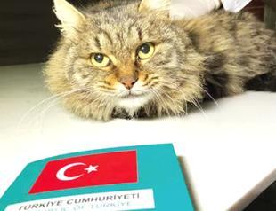 Pet owners fined for failing to microchip animals in time