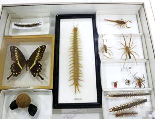 Museum displays insect species