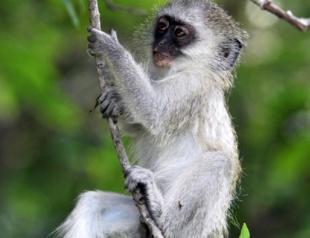 Tropical French territory battles monkey invasion