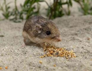 Mouse named after Patrick Stewart is world’s oldest