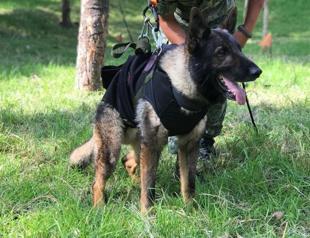 Mexican rescue dog dies amid operations