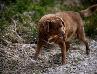 World’s oldest dog Bobi also one of the luckiest