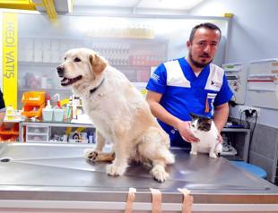 Animals rescued from rubble under treatment