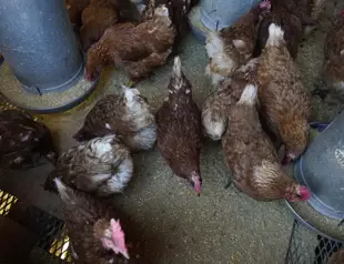 Bird flu costs pile up as US outbreak enters second year