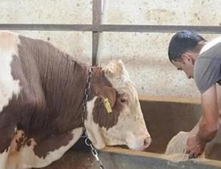 Agriculture and livestock hit by earthquake