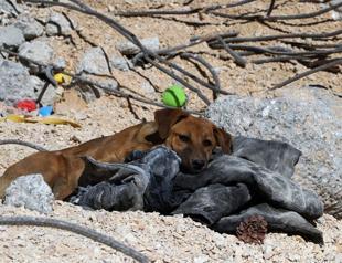 Several quake-struck animals rescued, reunited with owners