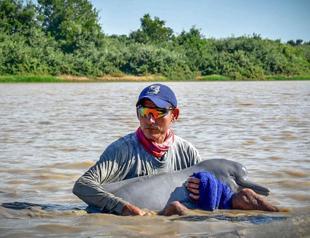 Pink dolphins rescued from shallow Colombia river