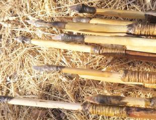 Homo sapiens in Europe used bow and arrow earlier