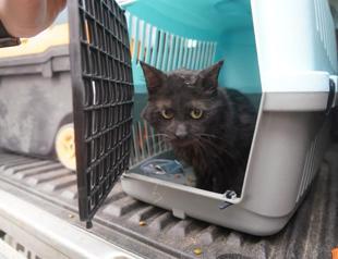 More pets rescued from rubble