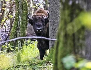 Extinct-in-the-wild species in conservation limbo