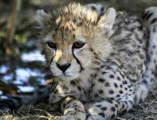 Iran’s rare cheetah cub dies of kidney failure