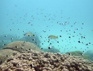 UN states agree ‘historic’ deal to protect high seas