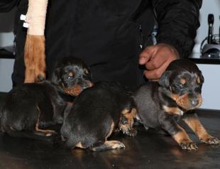 Dog who gave birth under rubble saved 29 days after quake