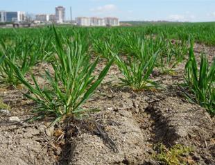 Serious drought around the corner for Türkiye: Experts