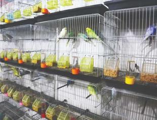 Bird sales soar as they are believed to sense quakes