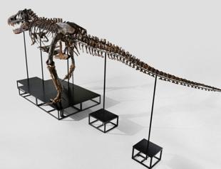 T-Rex skeleton to go under hammer