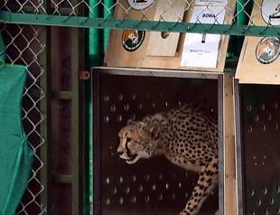 Cheetahs back in wild after seven decades