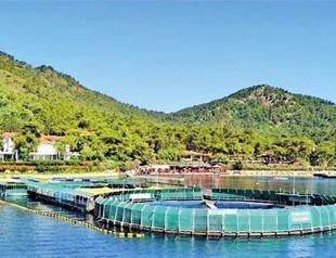 Another dolphin park in Muğla shuts down