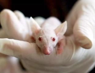 Revolutionary: Scientists create mice with two fathers