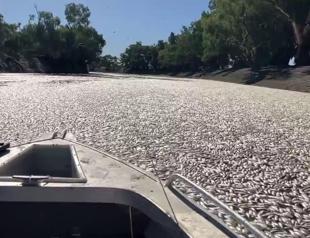 Millions of dead fish clog Australian river