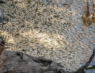 Millions of dead fish wash up amid heat wave in Australia
