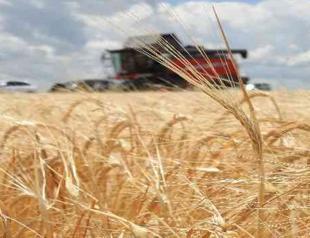 Wheat falls 1.3 pct, corn down as Black Sea grain deal extended