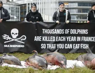 France ordered to curb mass dolphin deaths in fishing nets