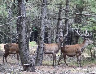 Court cancels red deer hunt tender