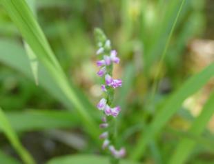 New ‘glass-like’ orchid species discovered in Japan