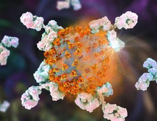 Raccoon dog data sparks new debate about COVID origins