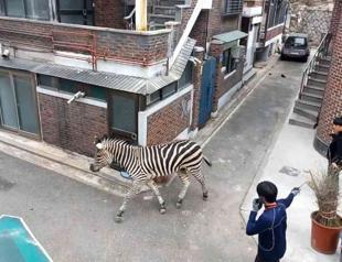 Escape-artist zebra back at zoo after Seoul adventure